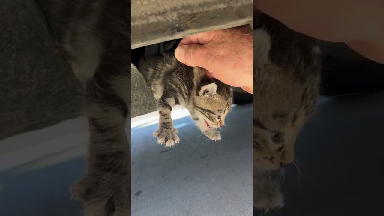 youtube placeholder image