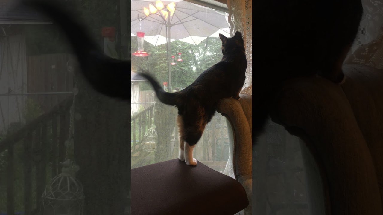 youtube placeholder image