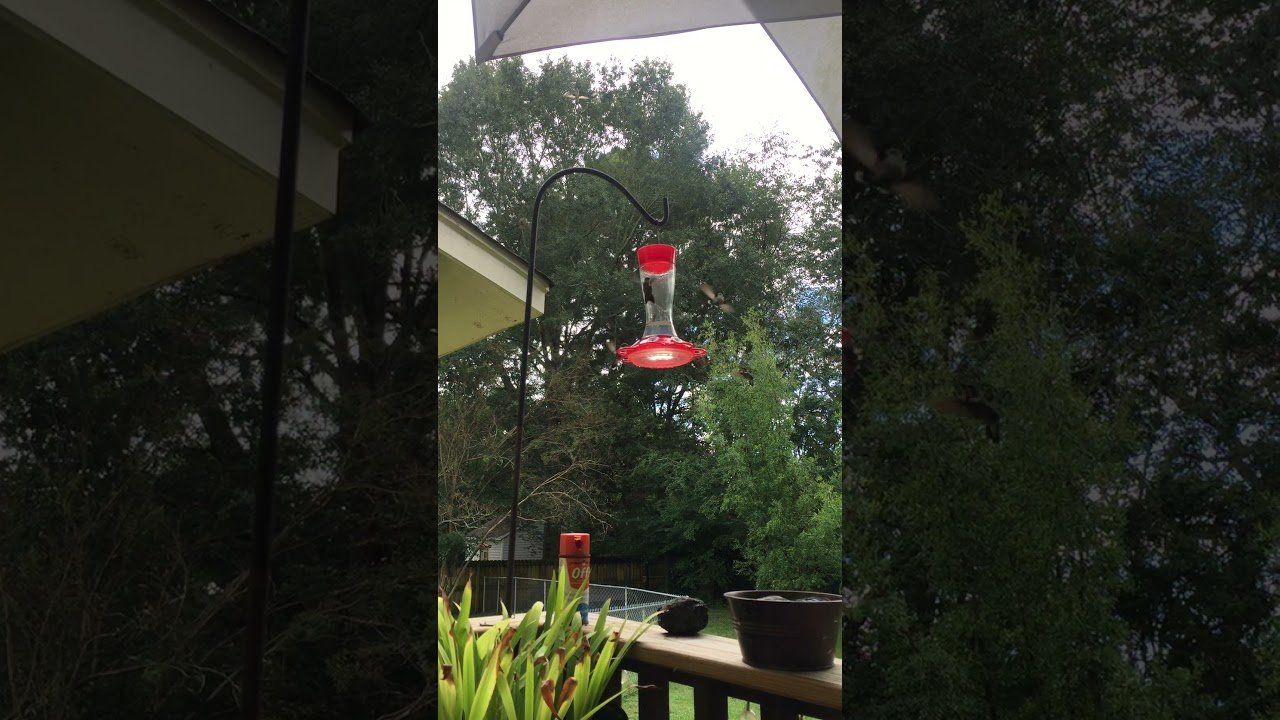 youtube placeholder image