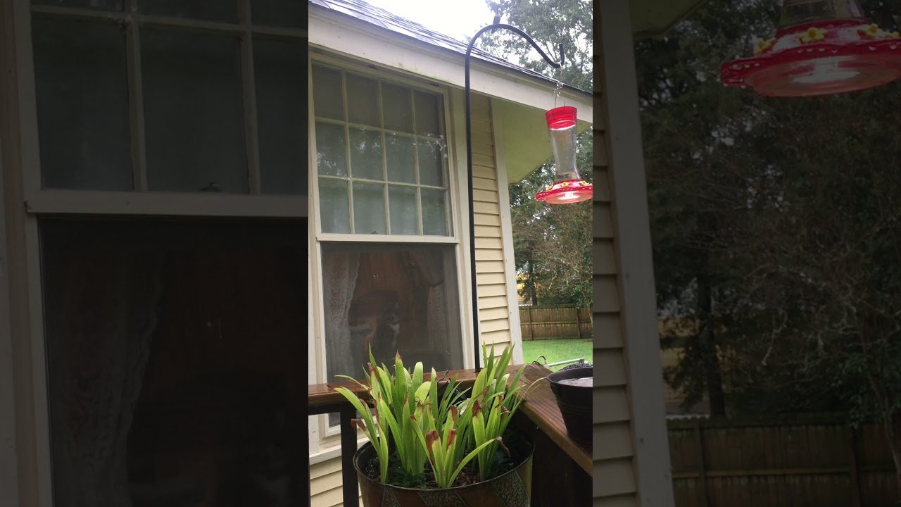 youtube placeholder image